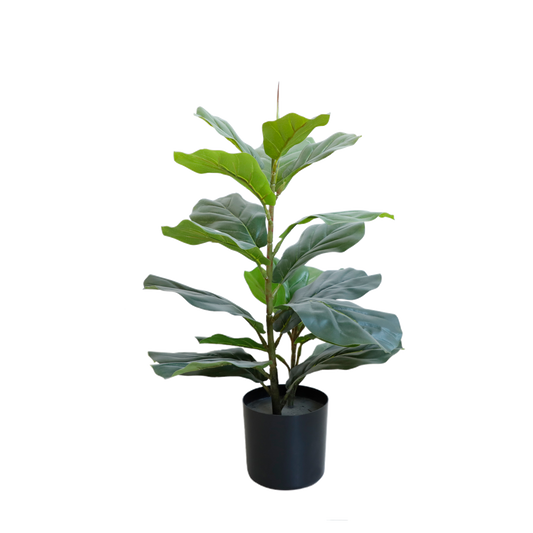 KD2045-Fiddle tree-H60cm