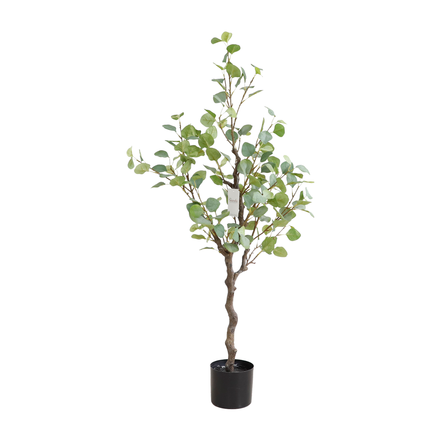 KD4800-Eucalyptus Tree-H120cm
