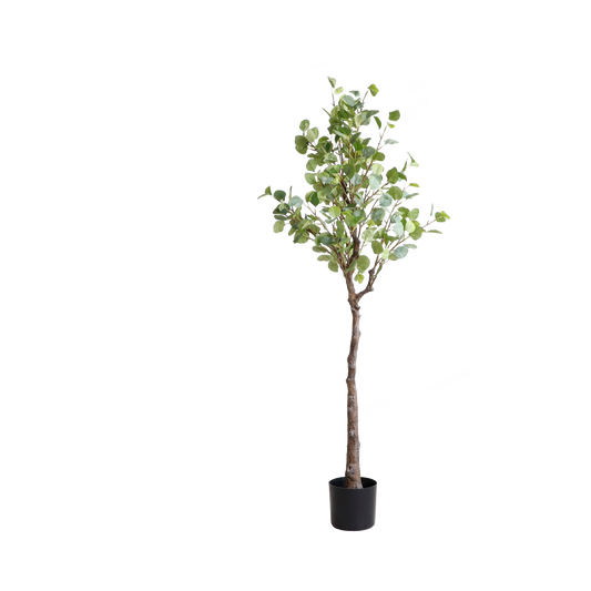 KD4800-Eucalyptus Tree-H160cm