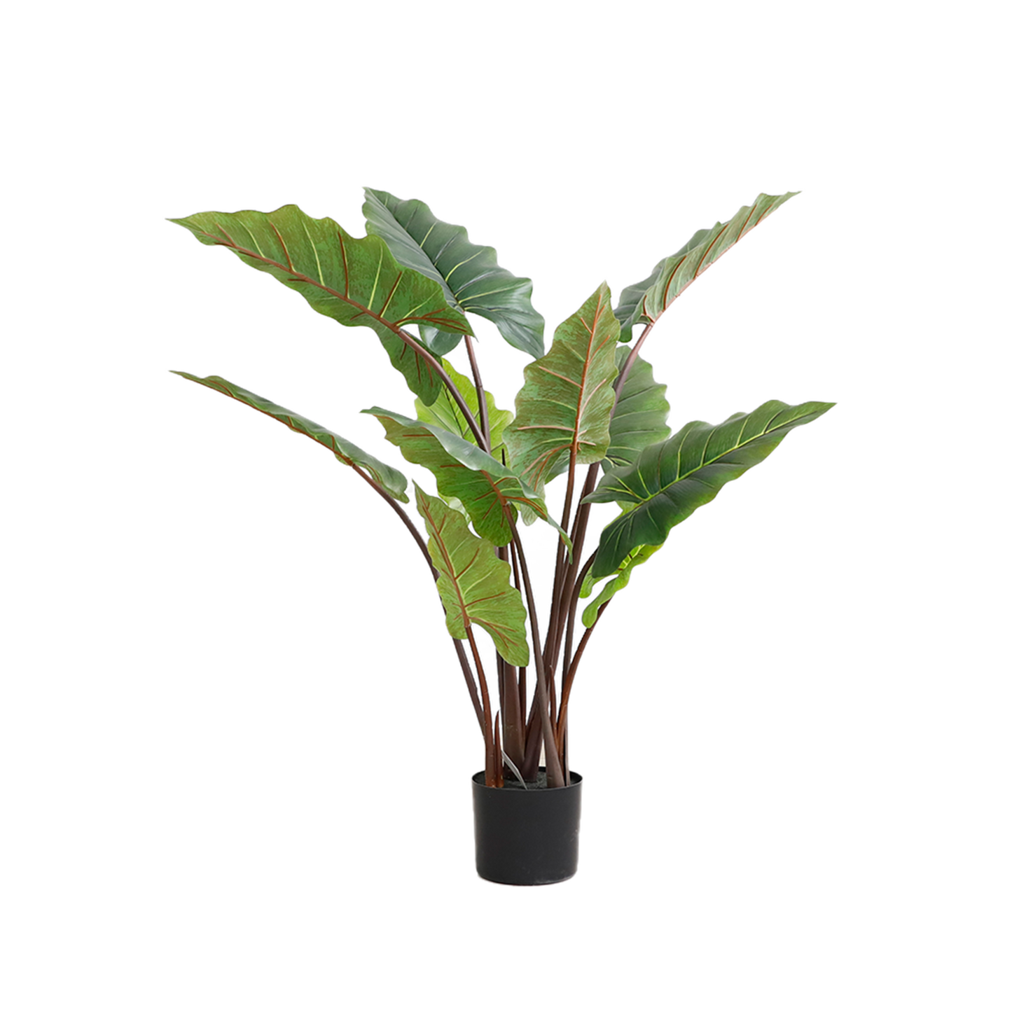 KD4801-Cordyline fruticosa-H110cm