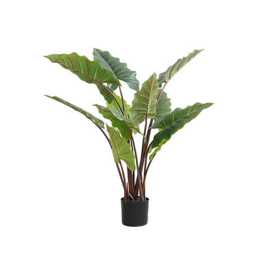 KD4801-Cordyline fruticosa-H110cm