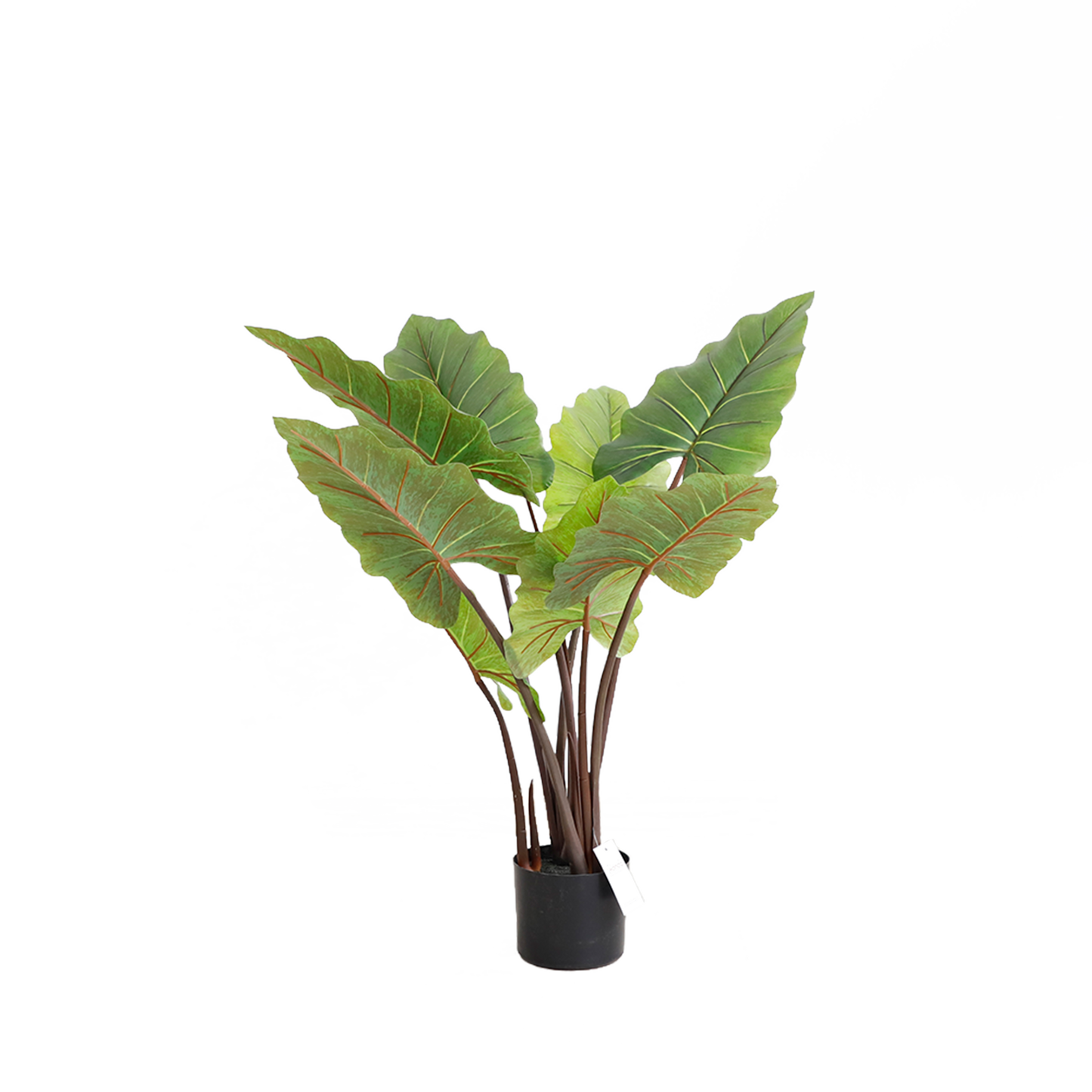 KD4801-Cordyline fruticosa-H80cm