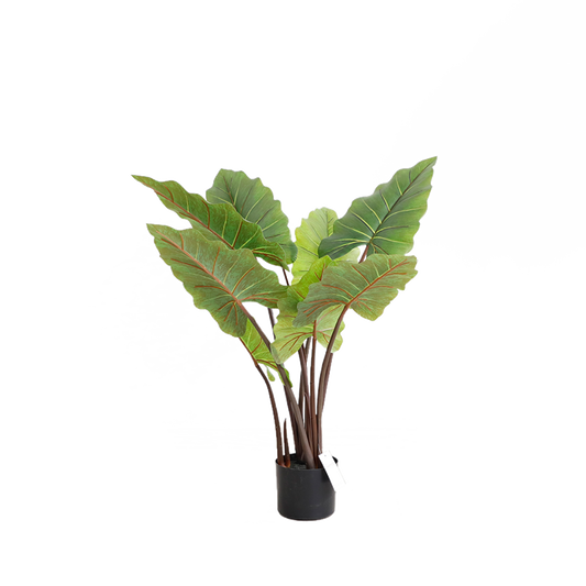 KD4801-Cordyline fruticosa-H80cm