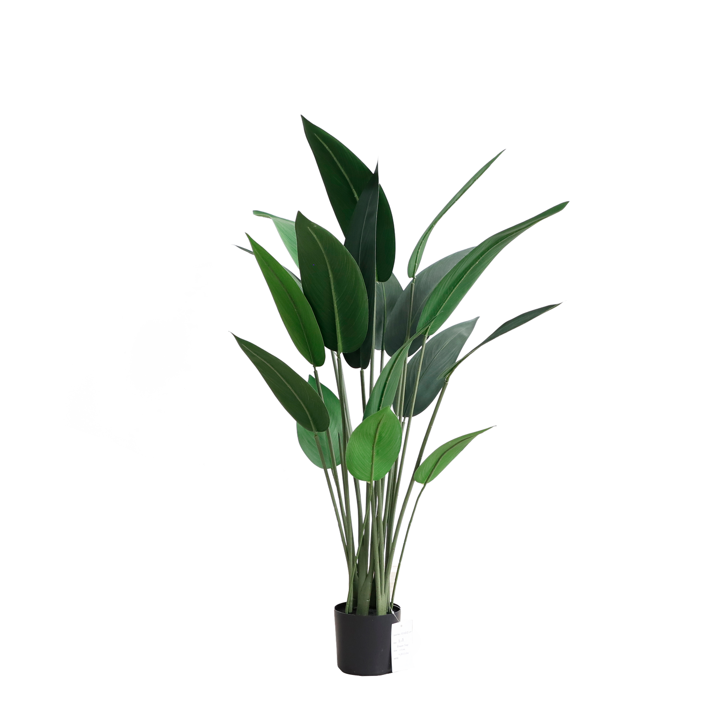 KD4805-Canna-H110cm