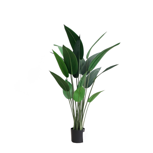 KD4805-Canna-H110cm