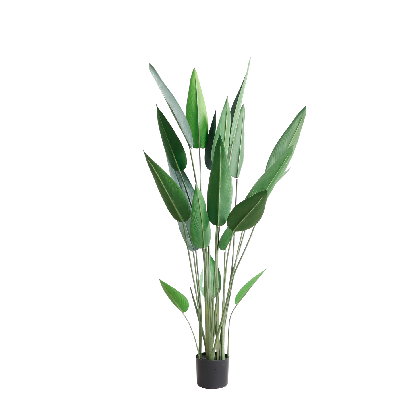KD4805-Canna-H140cm