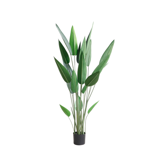 KD4805-Canna-H140cm
