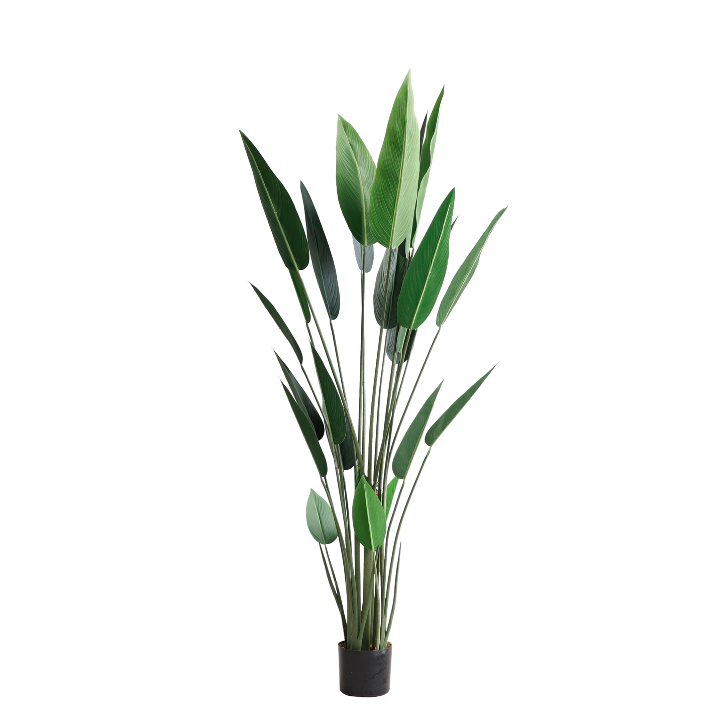 KD4805-Canna-H160cm