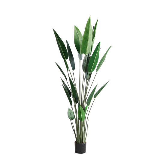 KD4805-Canna-H160cm