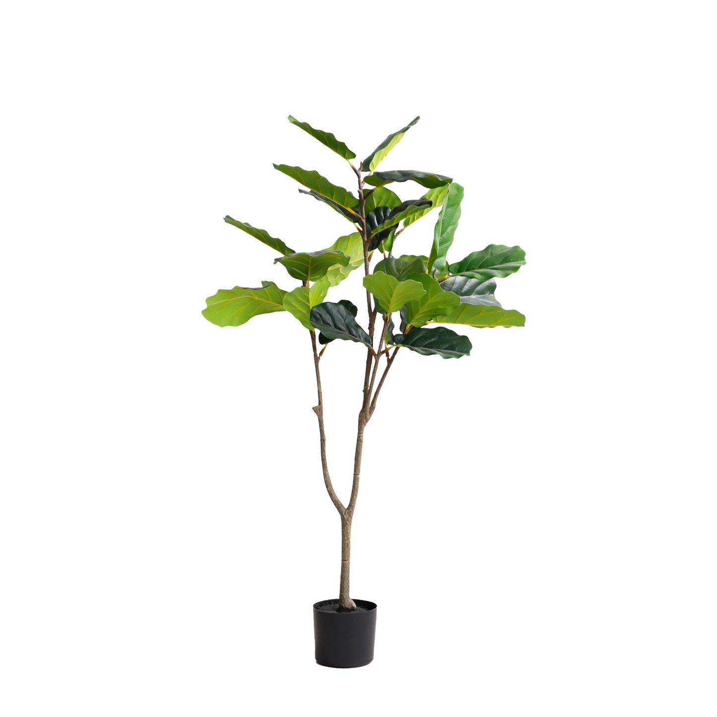 KD4806-Fiddle tree-H130cm