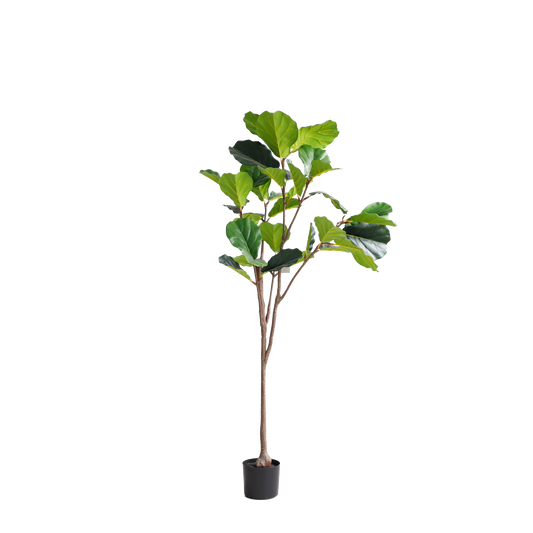 KD4806-Fiddle tree-H150cm