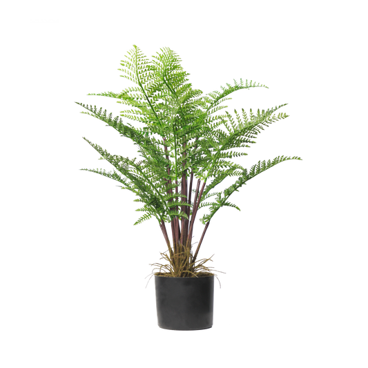 KD4821-Sand tree fern-H60cm