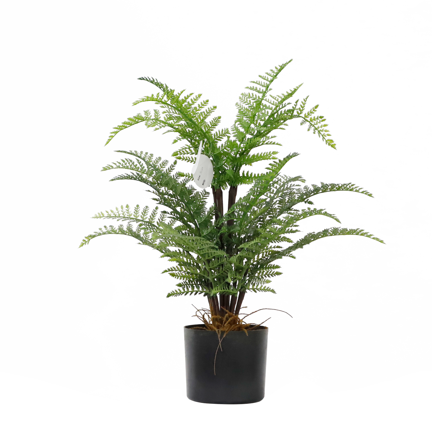 KD4821-Sand tree fern-H60cm