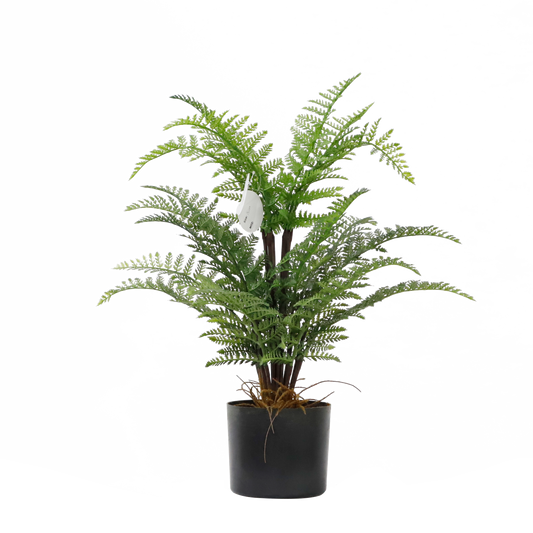 KD4821-Sand tree fern-H60cm