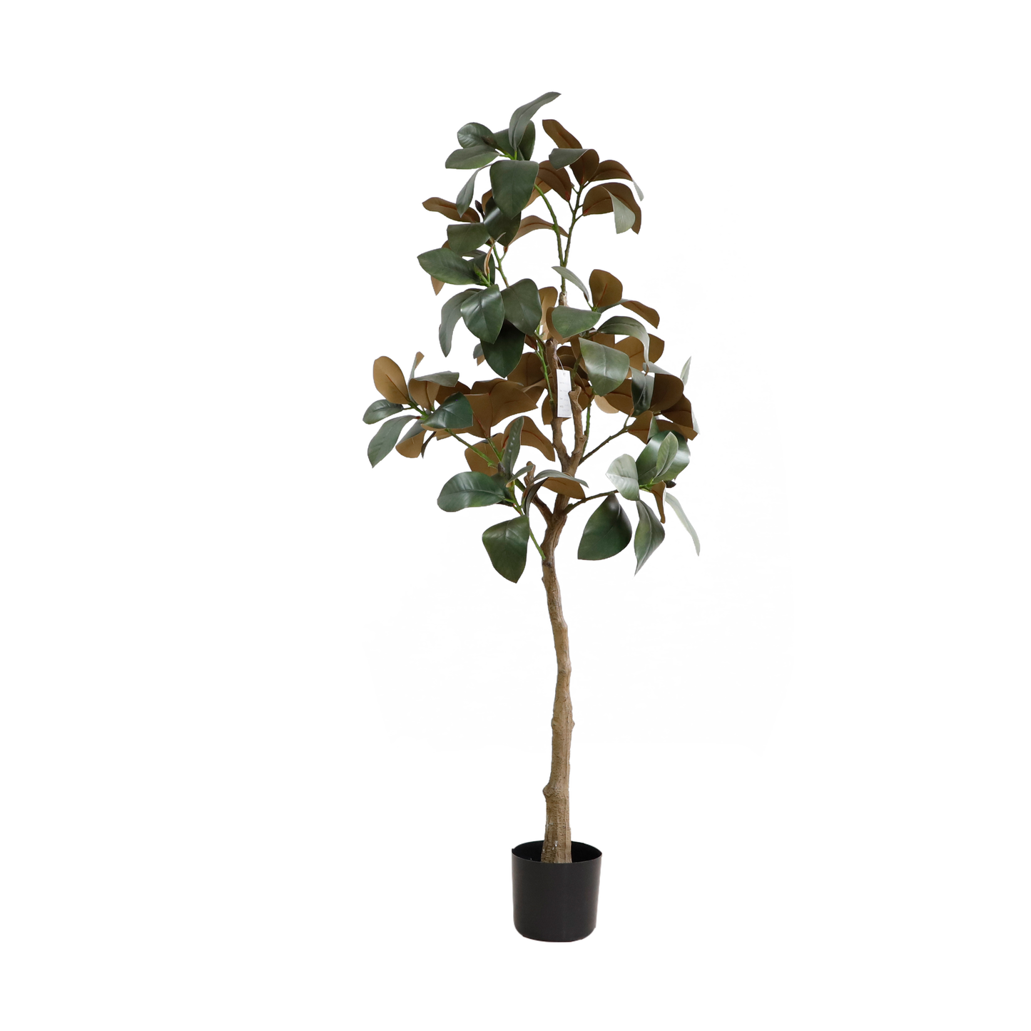 KD4838-Magnolia tree-H160cm