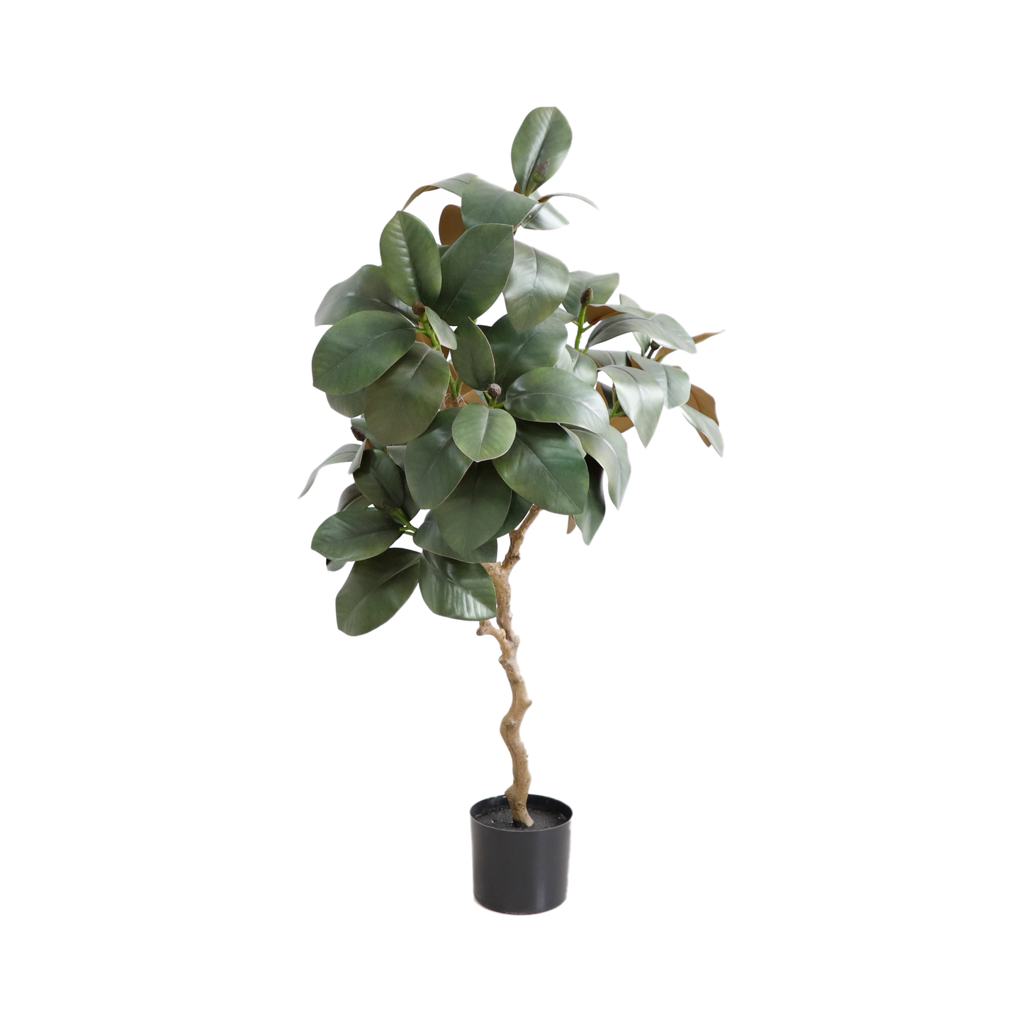 KD4839-Magnolia tree-H120cm