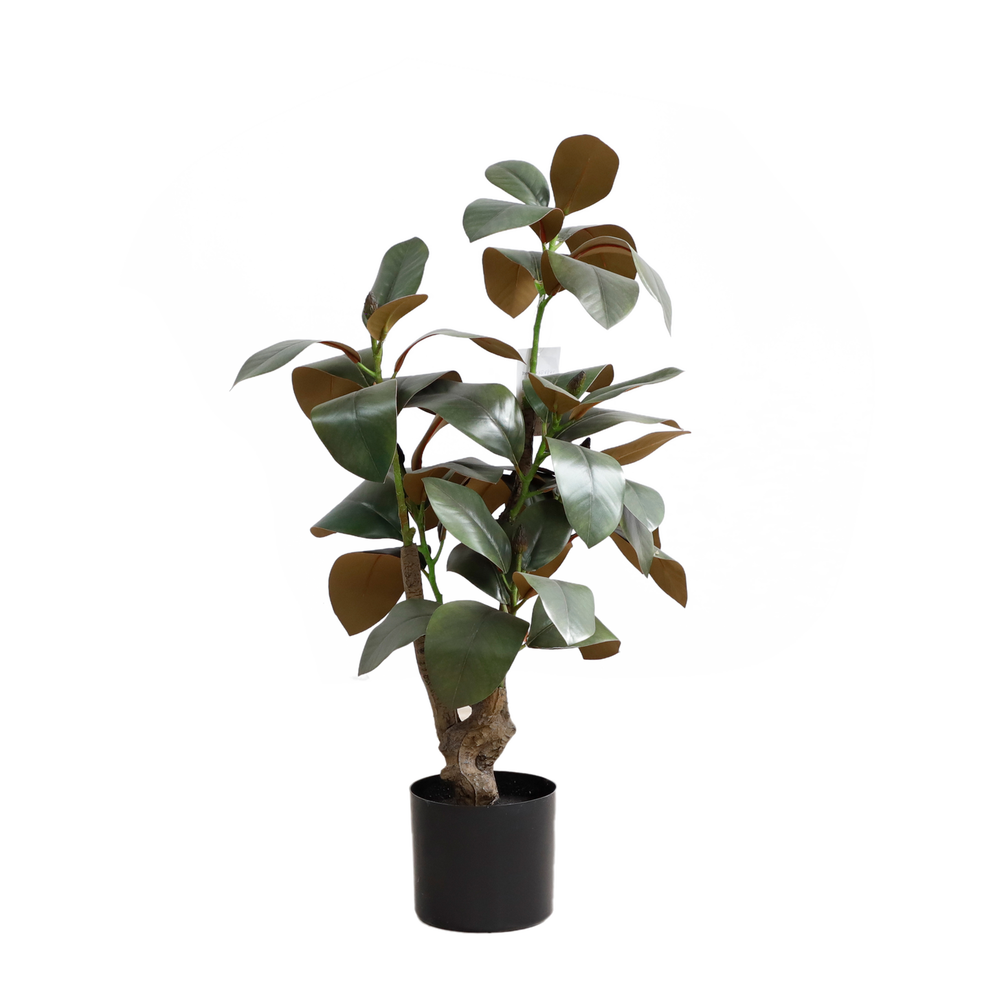 KD4840-Magnolia tree-H80cm