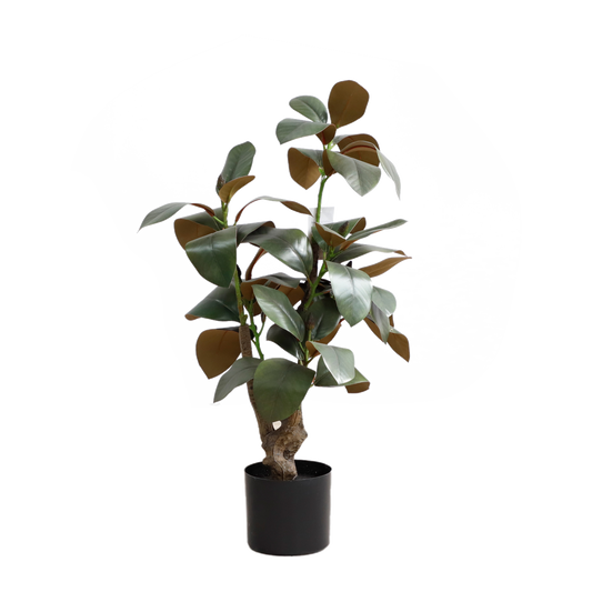 KD4840-Magnolia tree-H80cm