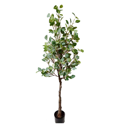 KD4841-Eucalyptus Tree-H160cm
