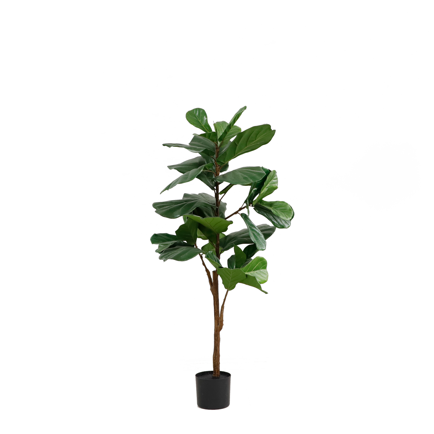 KD4845-Fiddle tree-H125cm
