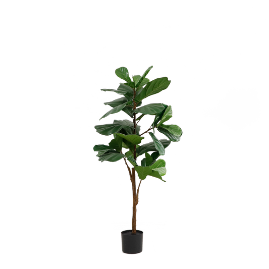 KD4845-Fiddle tree-H125cm