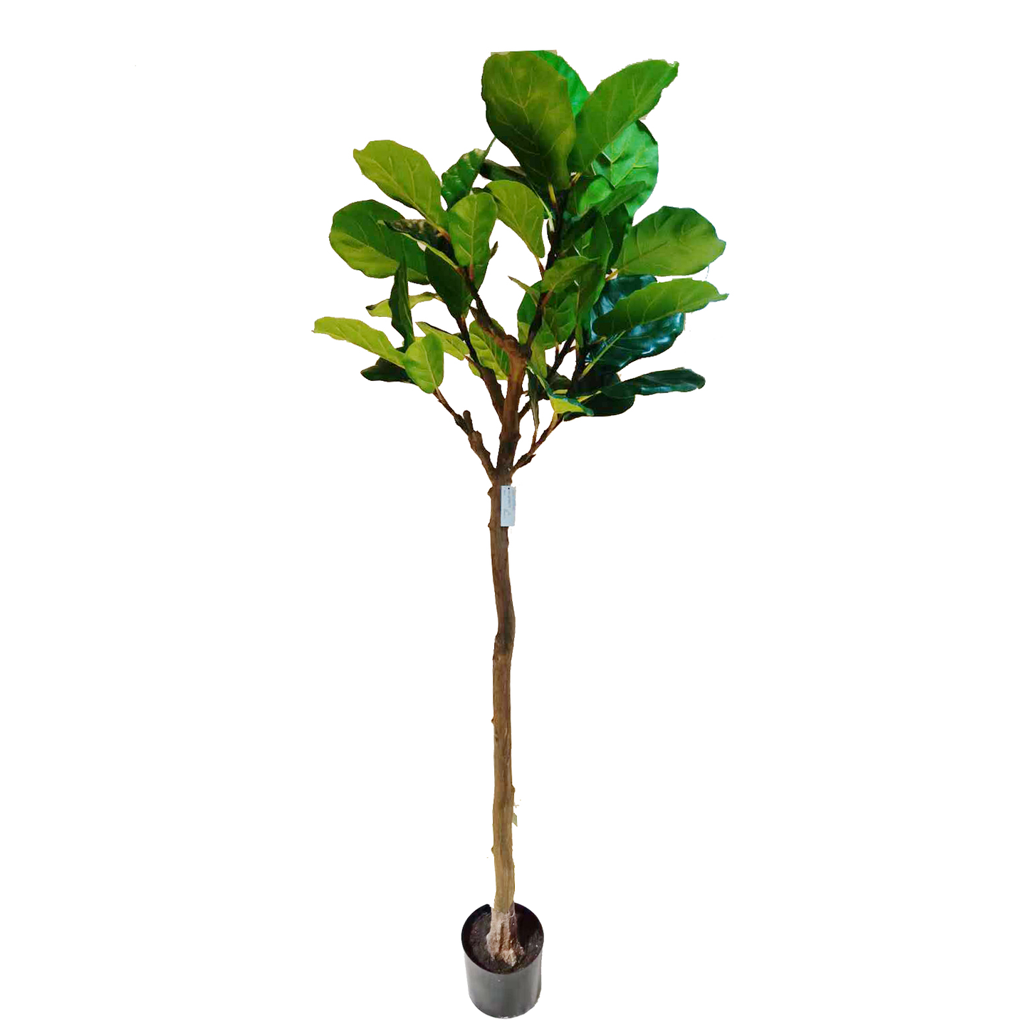 KD4846-Fiddle tree-H180cm