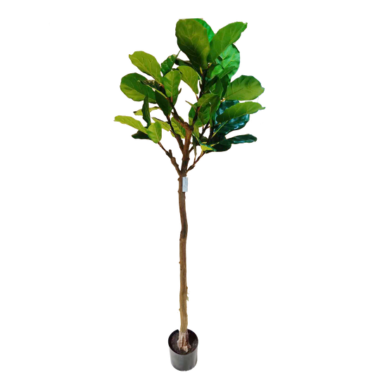 KD4846-Fiddle tree-H180cm