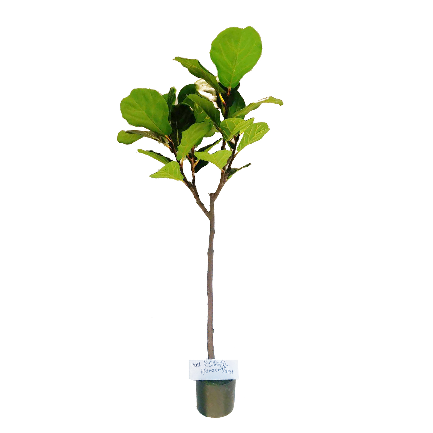 KD4847-Fiddle tree-H150cm