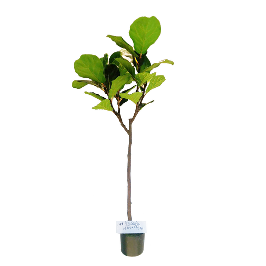 KD4847-Fiddle tree-H150cm