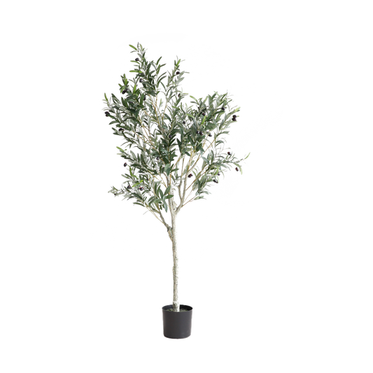 KD4850-Olive Tree-H155cm