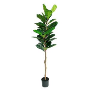 KD4851-Fiddle tree-H160cm