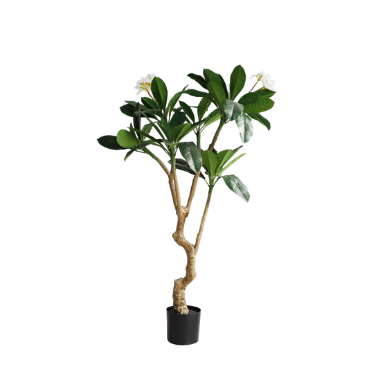 KD4852-Frangipani-H230cm