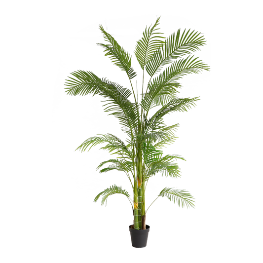 KD5500-Palm tree-H240cm