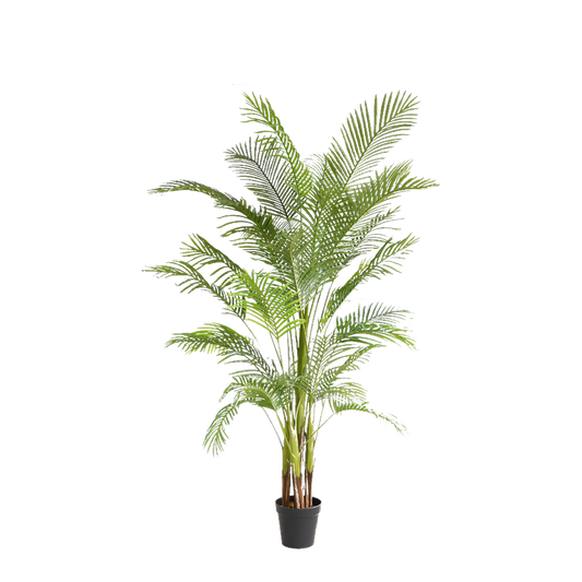 KD5501-Palm tree-H210cm