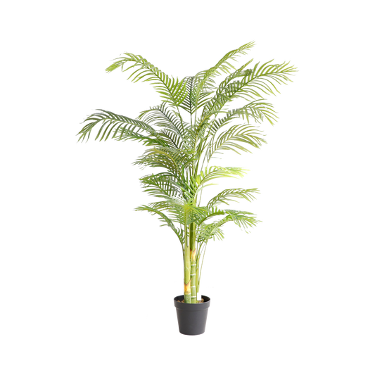 KD5506-Palm tree-H180cm