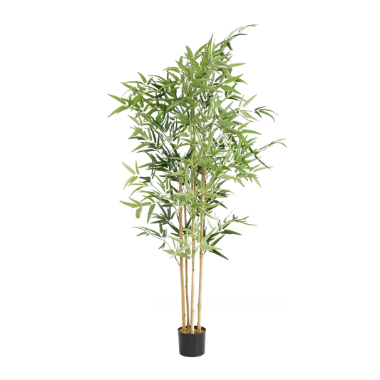 KD5800-Bamboo-H180cm