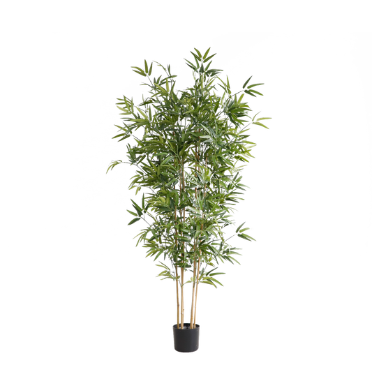 KD5802-Bamboo -H180cm