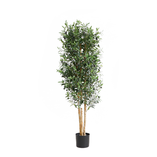 KD5806-Olive Tree-H150cm