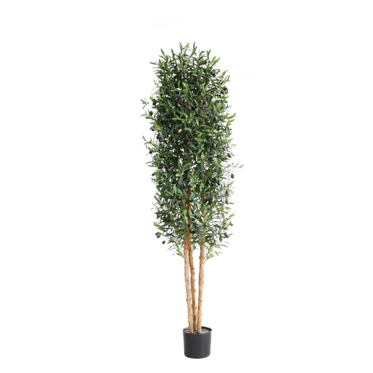 KD5806-Olive Tree-H180cm