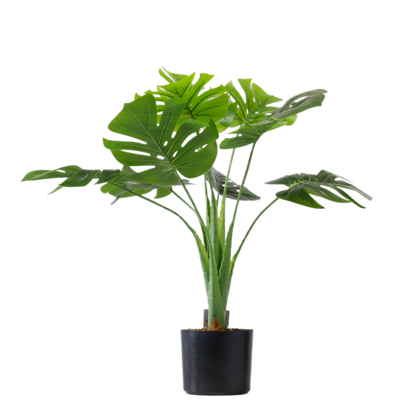 KD6310- Monstera-H70cm