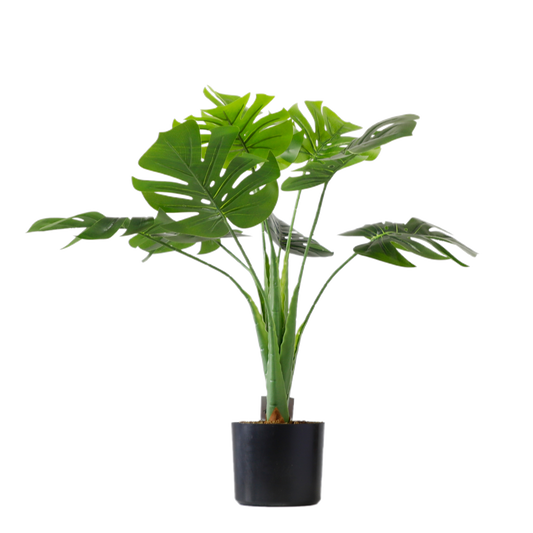 KD6310- Monstera-H70cm