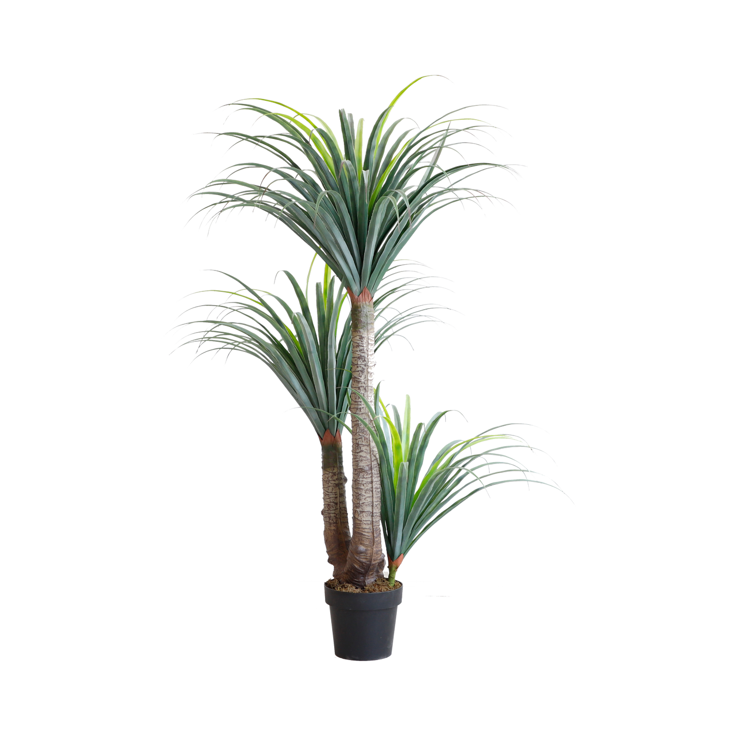KD6312-Dracaena-H150cm