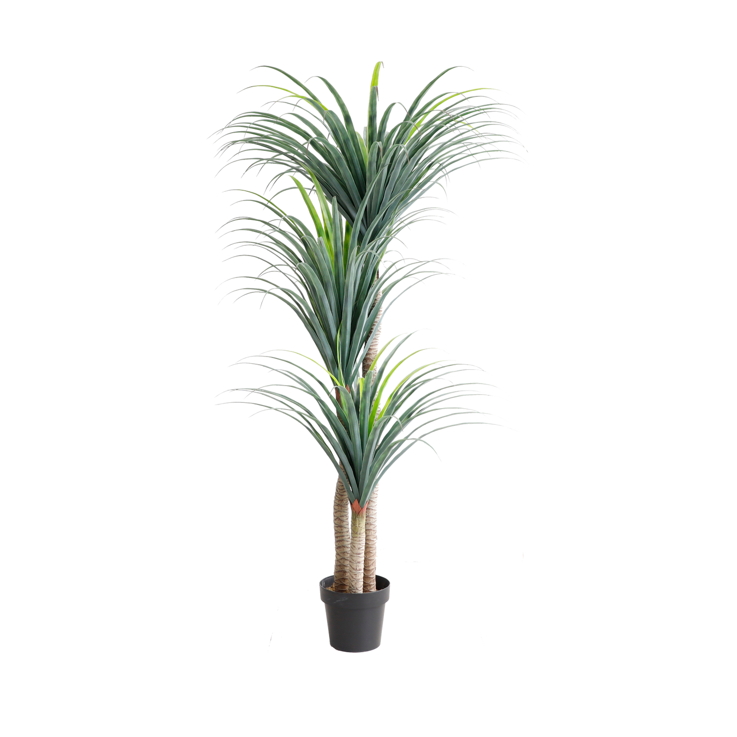 KD6313-Dracaena-H180cm
