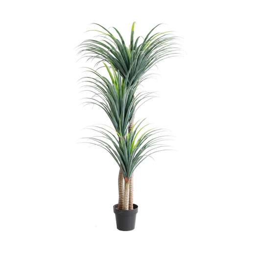 KD6313-Dracaena-H180cm