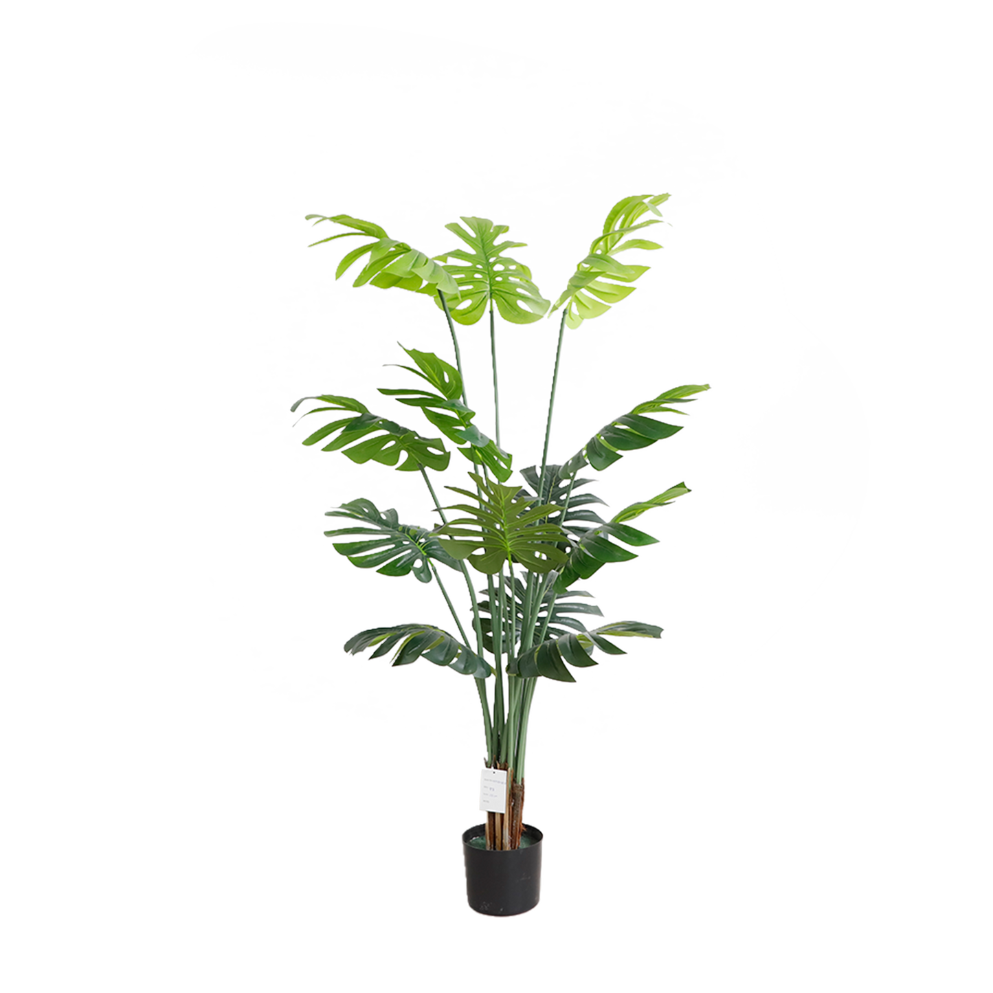 KD6314- Monstera-H155cm