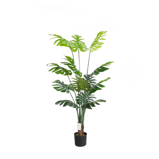KD6314- Monstera-H155cm