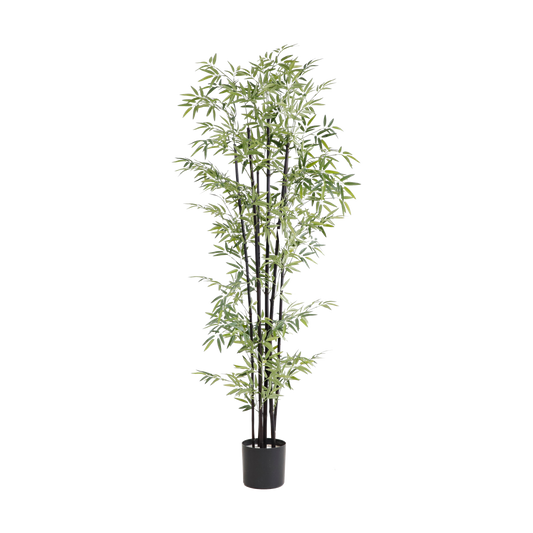 KD6315-Bamboo-H183cm