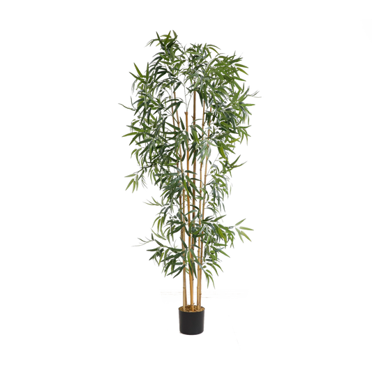 KD6316-Bamboo-H183cm