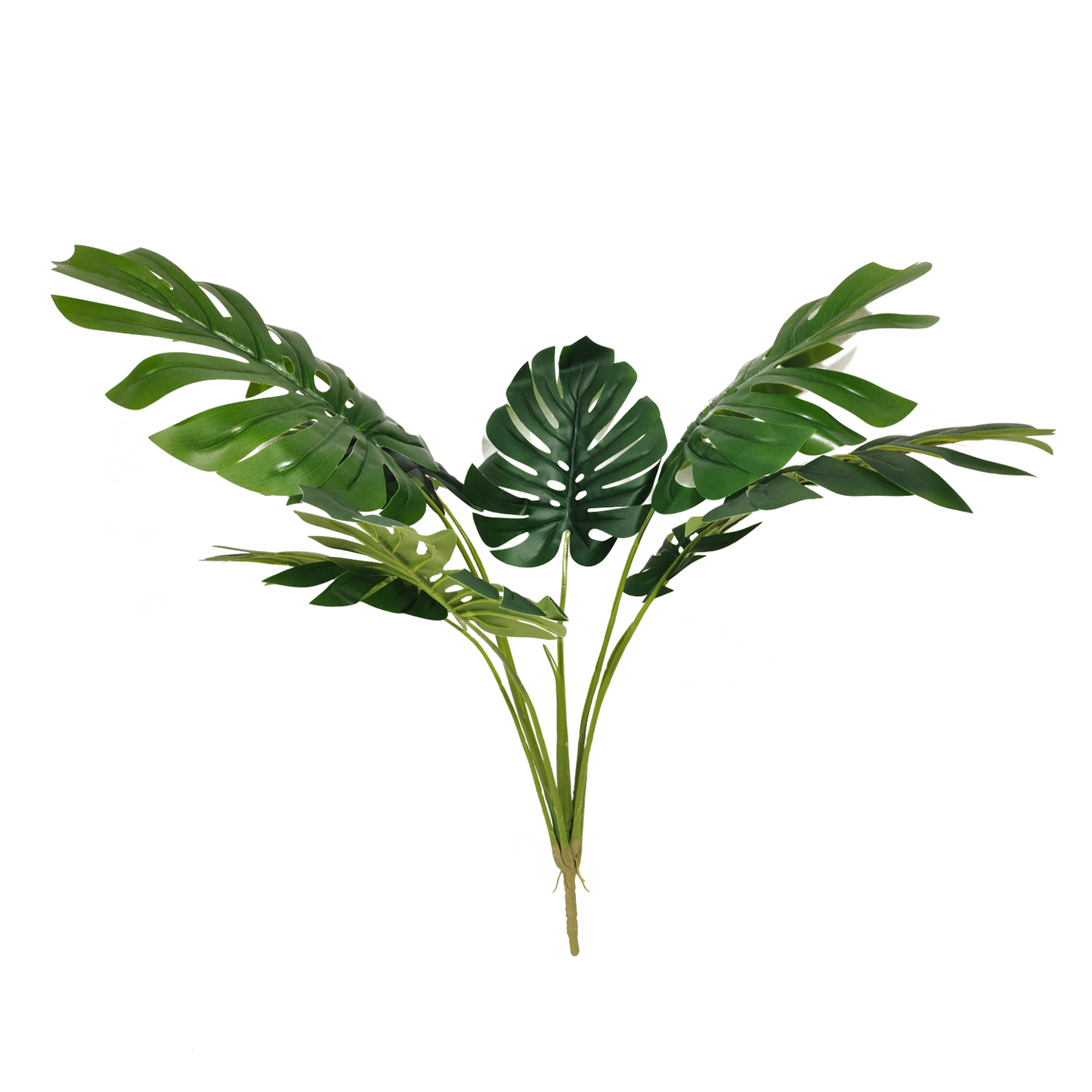 KD6317-  Monstera without pot-H88cm