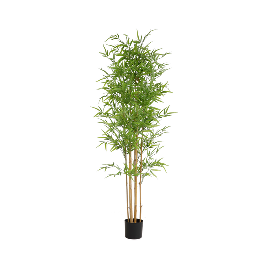 KD6321-Bamboo-H180cm